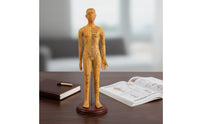 Acupressure Model Accurate Acupressure Model with Stand Meridian Mannequin for Acupuncturists, Teachers, Classroom, Professional Office