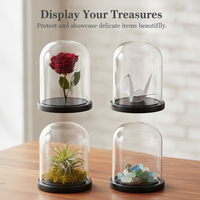 Blue Morpho Butterfly Specimen in Glass Dome Display with Black Base