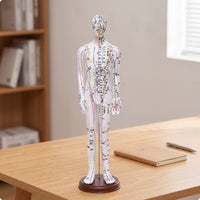 Human Acupressure Model Detailed Human Body Acupressure Model Freestanding Meridian Teaching Figure for Students, Classroom