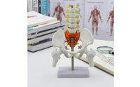 Movable Joints Spine Pelvis Model Nerve Details Spine Model PVC Study Aid Metal Support Rod for Classroom, Medical Office