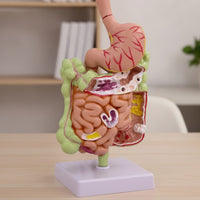 Large Intestine Model with Stomach Structural Digestive System Model with Colon Teaching for Doctors