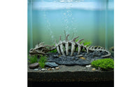 Skeletal Aquarium Dragon Skeleton Resin Dragon Skeleton Ornament Small-Scale Aquarium Skull Statue Irregular Base
