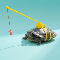 Tortoise Harness and Leash Support Bracket Turtle Leash Dangling Tether Turtle Harness for Exercise