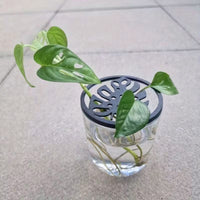 Plant Cutting Cup Lid Tray with Cover for Indoor Plant Propagation