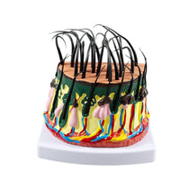 Skin Model with Dermatological Educational for Dermatologists, Students, Biology
