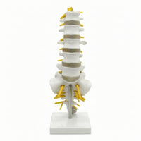 Human Spine Model Vertebrae Model Anatomical for Classroom