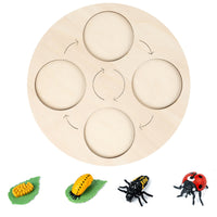 Life Cycle Board Child-Centered Life Cycle Activity Board Sensory Play