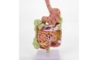 Large Intestine Model with Stomach Structural Digestive System Model with Colon Teaching for Doctors