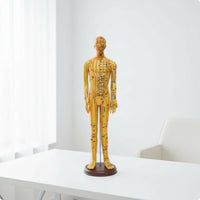 Human Acupressure Model Detailed Human Body Acupressure Model Freestanding Meridian Teaching Figure for Students, Classroom