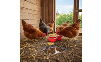 Easy to Install Automatic Chicken Waterer Kit Saves Time and Effort Automatic Poultry Water Cup Long-Lasting Construction Weight-Based-Fed Poultry Waterer Leak-Resistant for Farm, Backyard