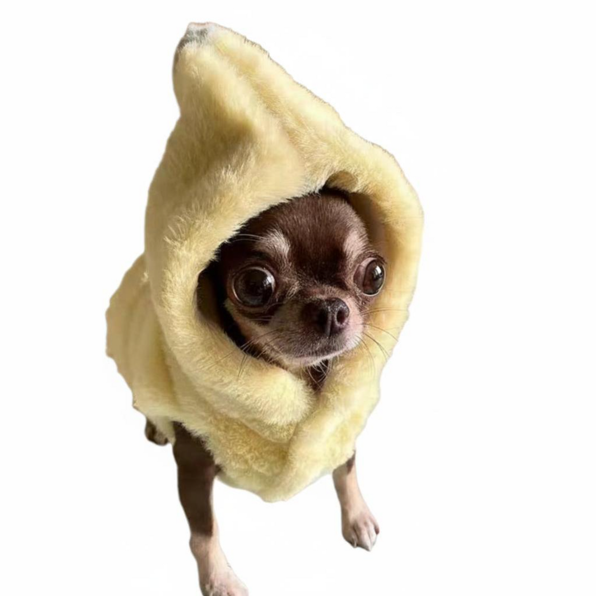 Dog Sweatshirt, Chihuahua Hoodie, Warm Winter Outfit
