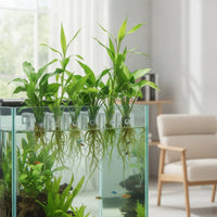 6 Pieces Aquarium Planter Clear Aquarium Plant Clip Hydroponic Support Clip with Screws Transparent for Aquarists, Aquariums