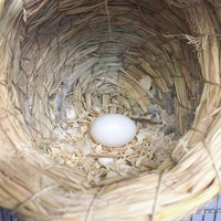 Solid Matte White Dummy Eggs for Birds, Fake Eggs for Canary Breeding, Sturdy Incubation Tool for Brooding