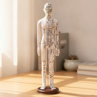 Human Acupoint Insertion Model with Meridian Points Full-Body Acupoint Insertion Model with Acupoints and Meridians Soft-Surface for Students
