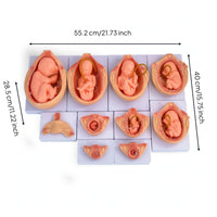 10 Pieces Fetal Development Process Model Structural Fetal Development Model Realistic for Teachers
