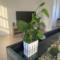 Wall-Mounted Aquatic Plant Basket Aesthetic Decoration Fish Tank Plant Holder Sturdy and Hanging Aquarium Planter