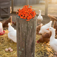 100 Pieces Color-Coded Numbered Poultry Leg Band Colorful Chicken Leg Band Reusable for Backyard Coop, Farm