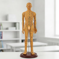 Human Acupoint Insertion Model with Meridian Points Full-Body Acupoint Insertion Model with Acupoints and Meridians Soft-Surface for Students