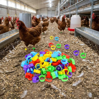 100 Pieces Easy to Apply Poultry Leg Band Mixed-Color Poultry Leg Band Unlabeled Bird Accessory Multicolored for Breeders, Farmers, Farms, Backyard Coops