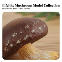 Realistic Toadstool Model Highly Detailed Simulation Toadstool Clear Texture